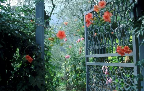 brama owinięta kwiatami